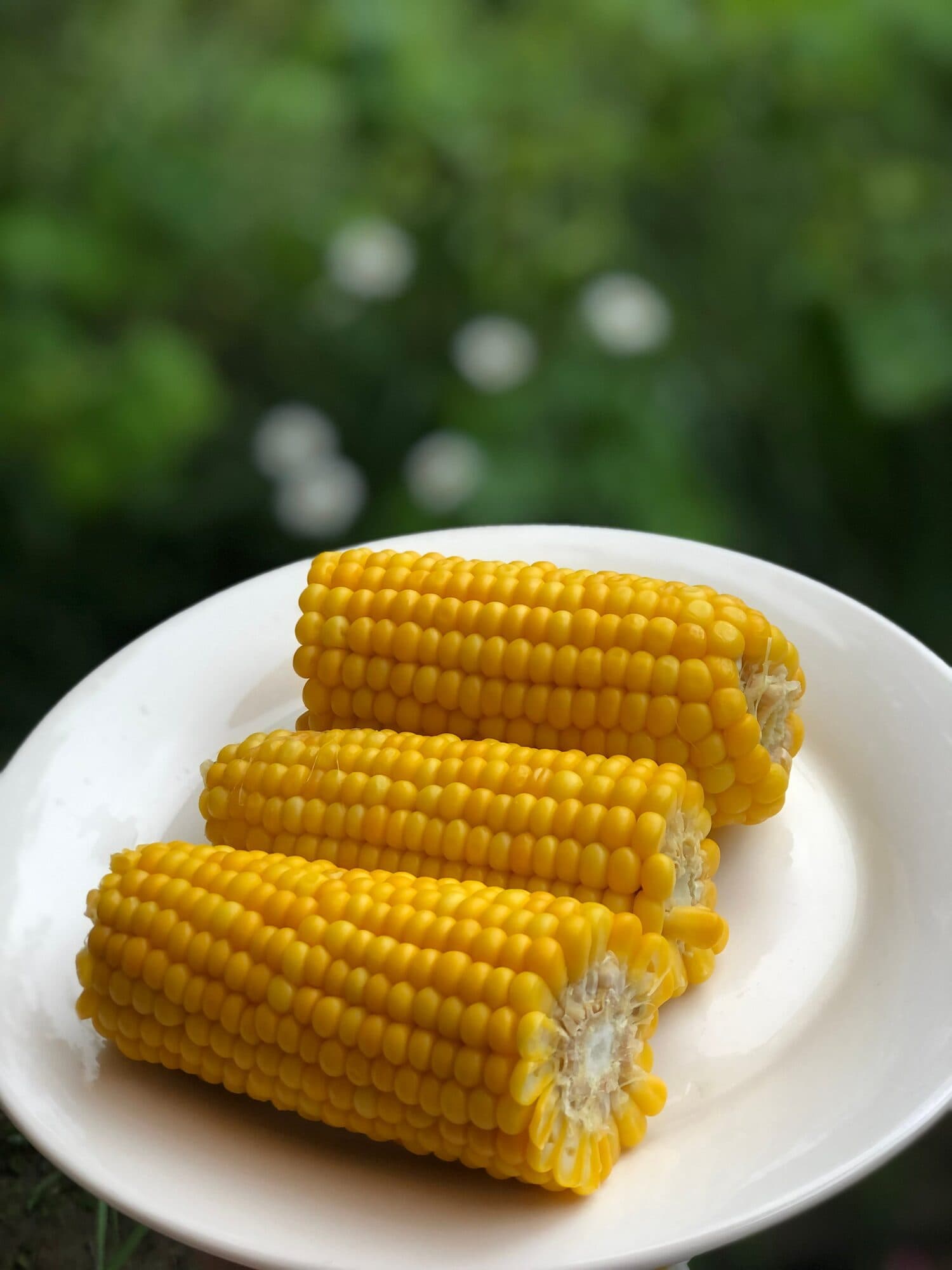 Boiled corn on the cob on a plate